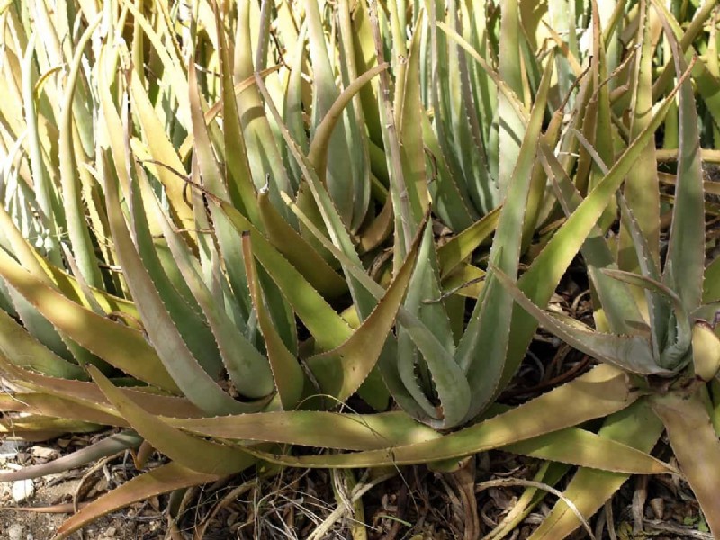 Aloe Vera Farming in India: Profitability, Costs & Contract Farming