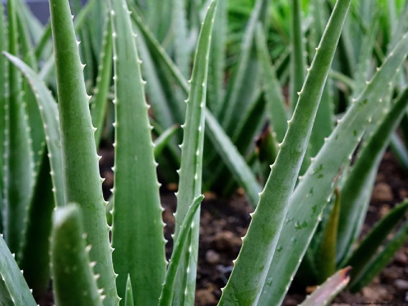 Aloe Vera Farming in India: Profitability, Costs & Contract Farming