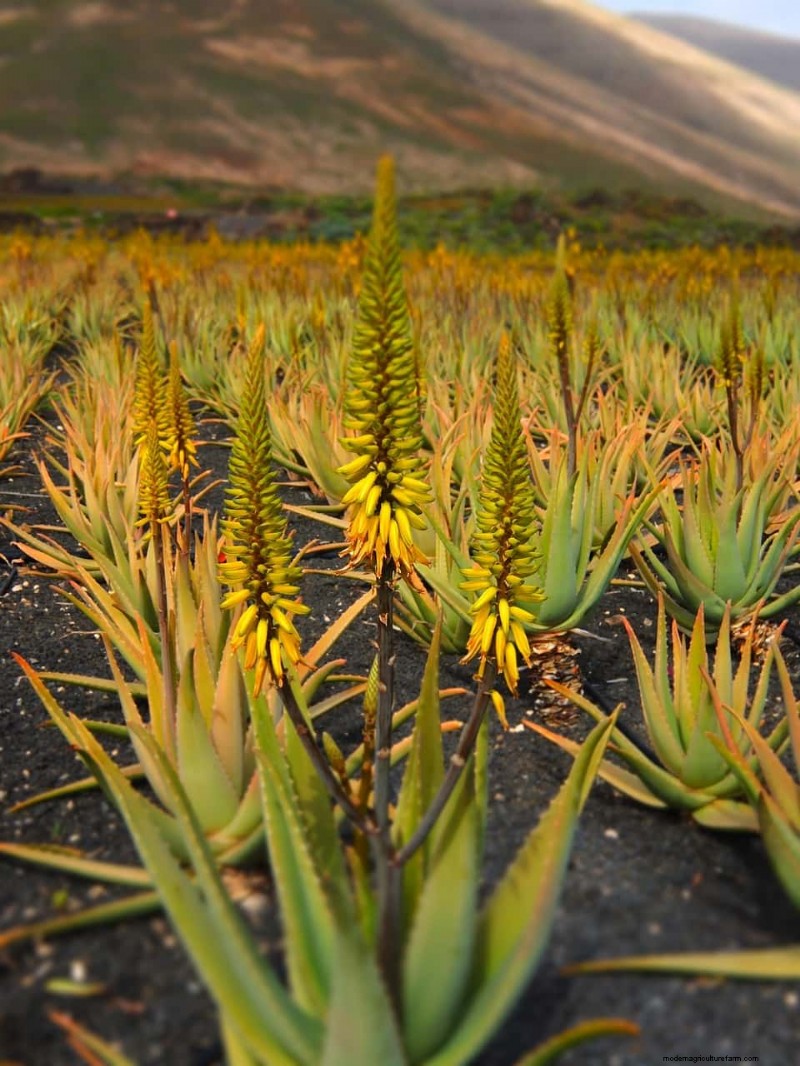 Aloe Vera Farming in India: Profitability, Costs & Contract Farming