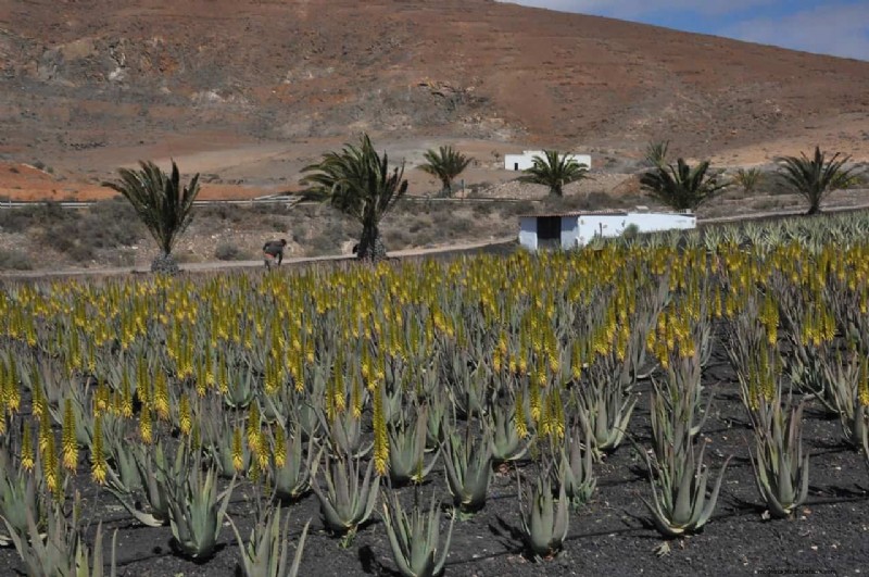 Aloe Vera Farming in India: Profitability, Costs & Contract Farming
