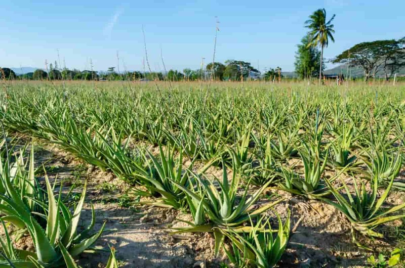 Medicinal Plant Farming in India: Profitability, Costs & Returns Analysis