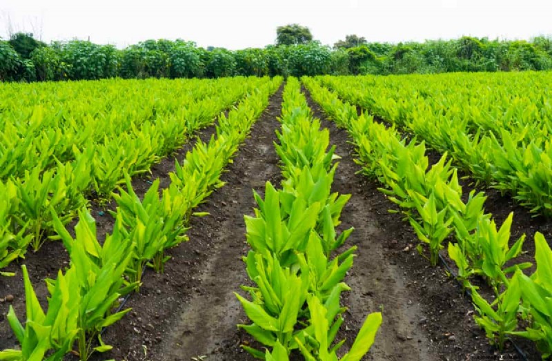 Medicinal Plant Farming in India: Profitability, Costs & Returns Analysis