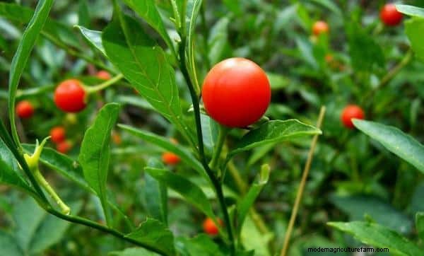 Ashwagandha Farming in India: Profitability & Cost Analysis (1 Acre)