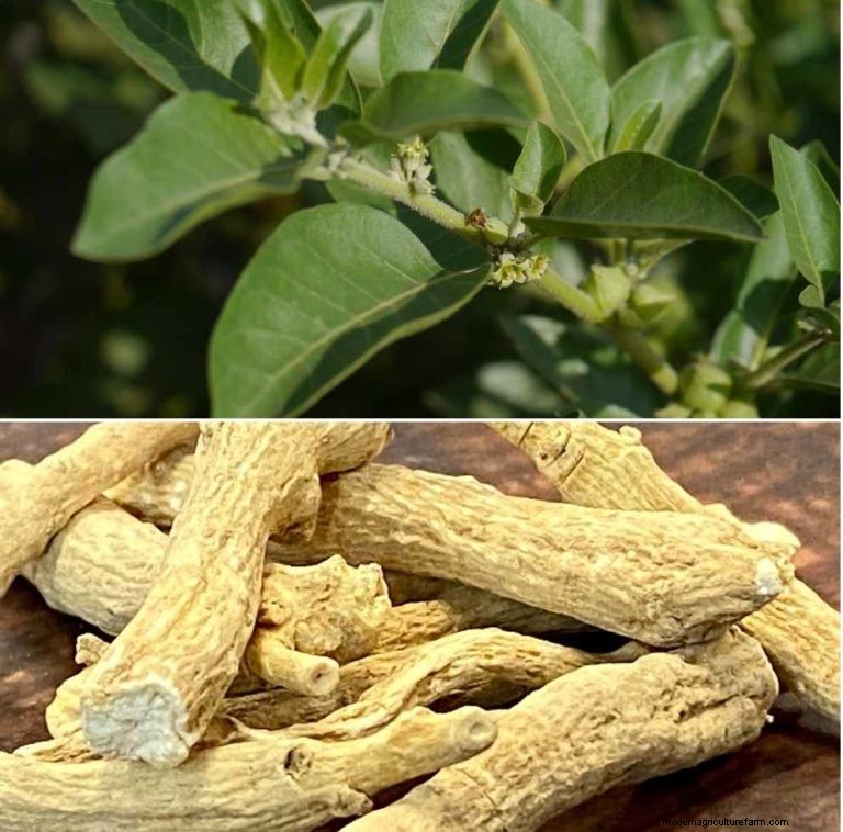 Ashwagandha Farming in India: Profitability & Cost Analysis (1 Acre)