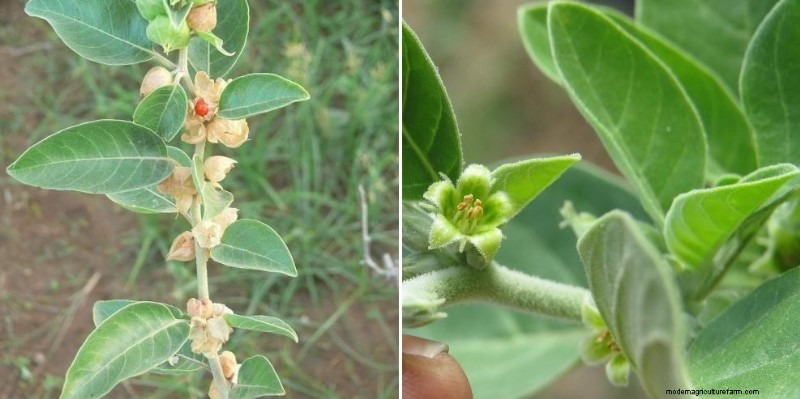 Ashwagandha Farming in India: Profitability & Cost Analysis (1 Acre)