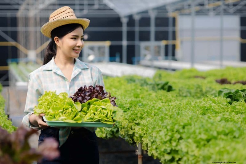 Hydroponics Guide: Grow Plants with Homemade Liquid Fertilizers