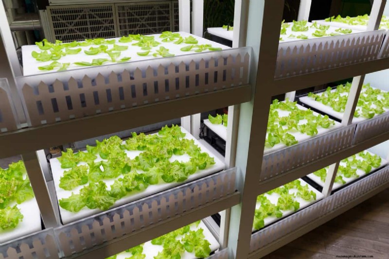 Hydroponics Guide: Grow Plants with Homemade Liquid Fertilizers