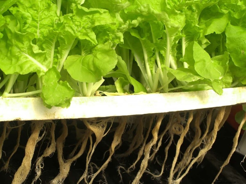 Hydroponics Guide: Grow Plants with Homemade Liquid Fertilizers