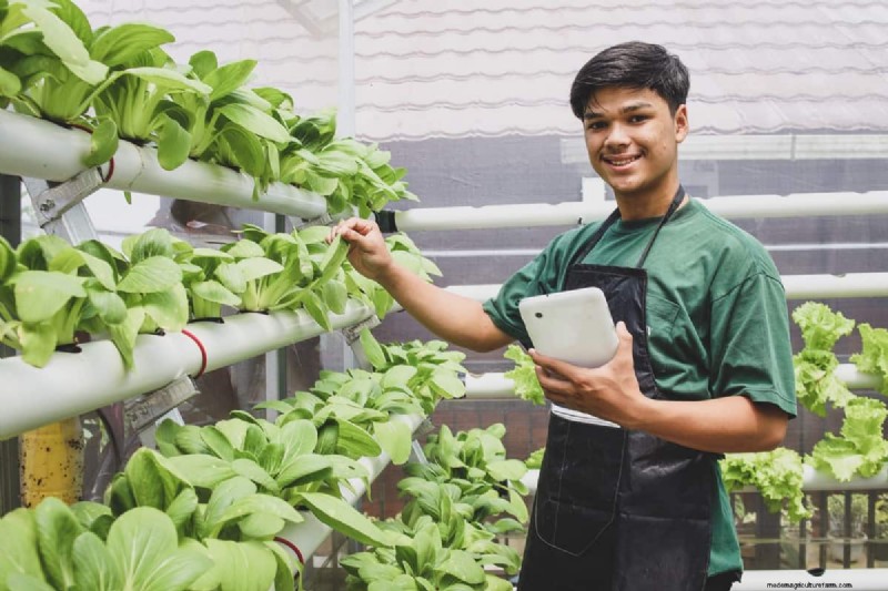 Hydroponics Guide: Grow Plants with Homemade Liquid Fertilizers