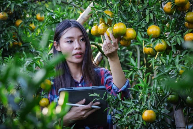 Brazil s Orange Production Surge: Meeting Global Demand