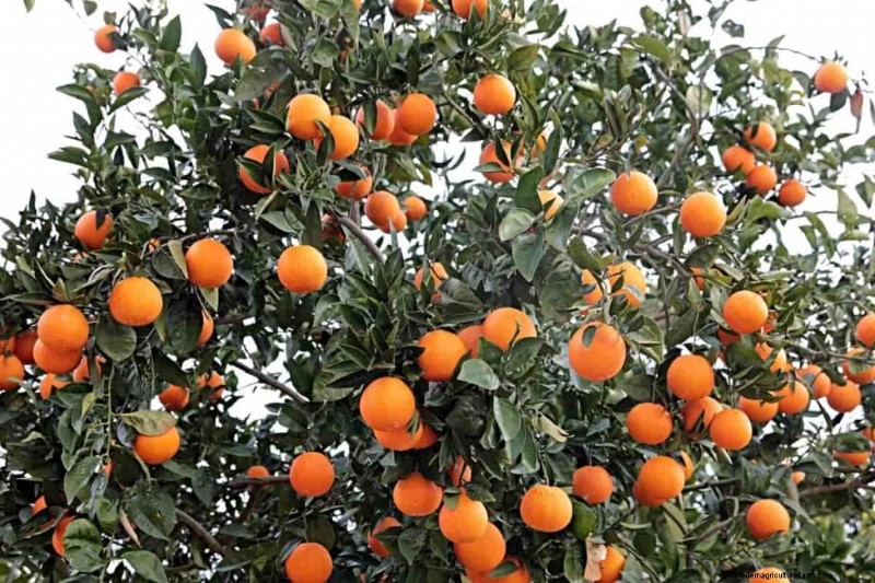 Brazil s Orange Production Surge: Meeting Global Demand