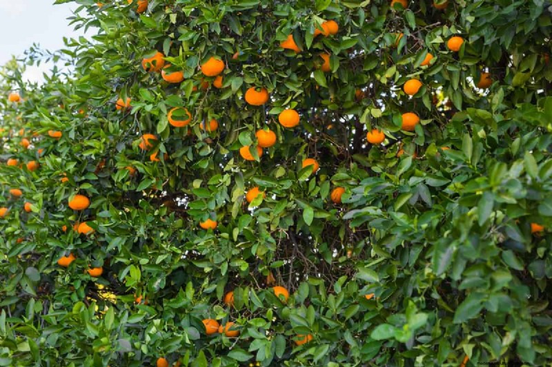 Brazil s Orange Production Surge: Meeting Global Demand