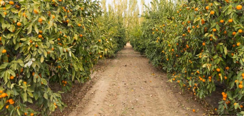 Brazil s Orange Production Surge: Meeting Global Demand