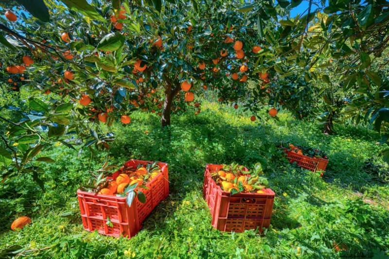 Understanding Rising Orange Juice Prices: Challenges in Citrus Farming