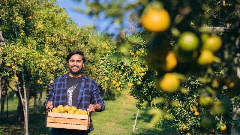 Understanding Rising Orange Juice Prices: Challenges in Citrus Farming