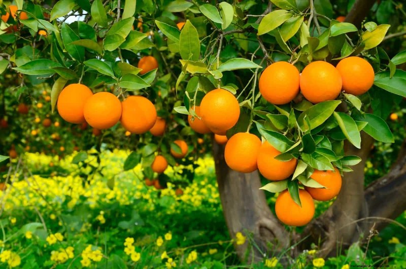 Understanding Rising Orange Juice Prices: Challenges in Citrus Farming