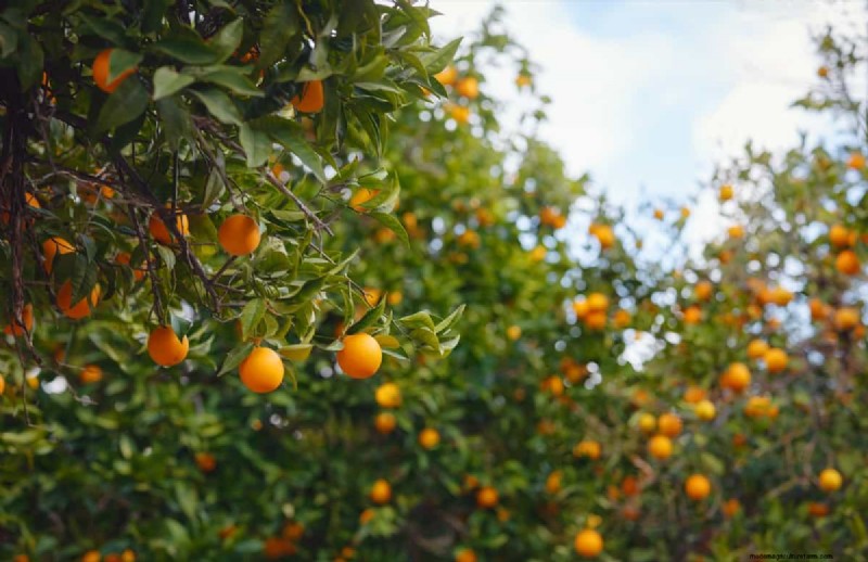 Understanding Rising Orange Juice Prices: Challenges in Citrus Farming