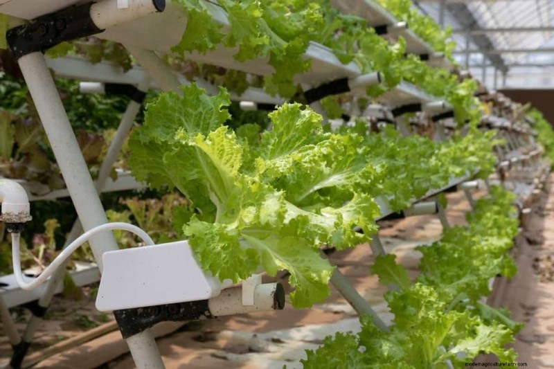 Vertical Farming Costs: A Comprehensive Cost Breakdown for Beginners