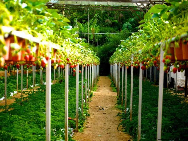 Vertical Farming Costs: A Comprehensive Cost Breakdown for Beginners