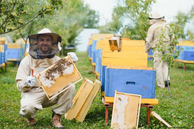 Honeybee Apiary Startup Costs: A Comprehensive Investment Guide