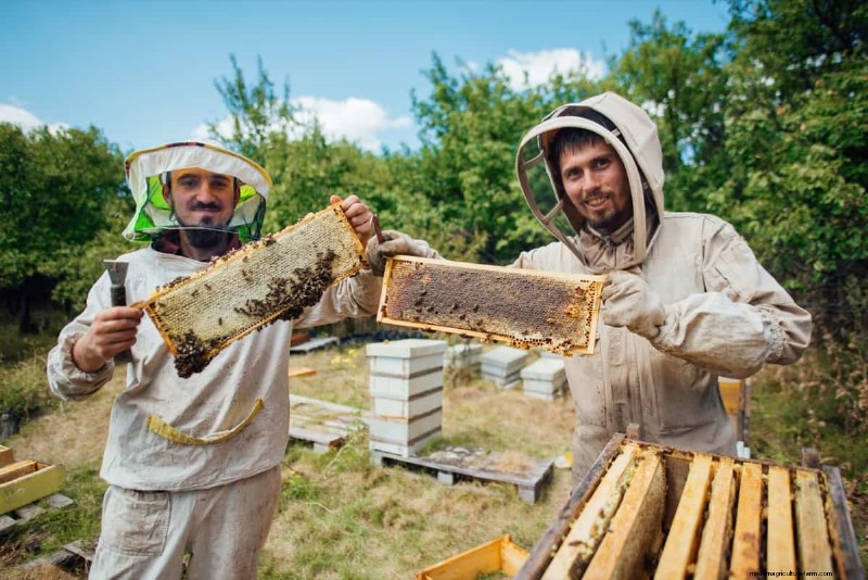 Honeybee Apiary Startup Costs: A Comprehensive Investment Guide