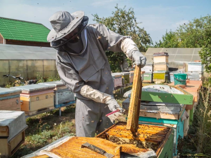 Honeybee Apiary Startup Costs: A Comprehensive Investment Guide