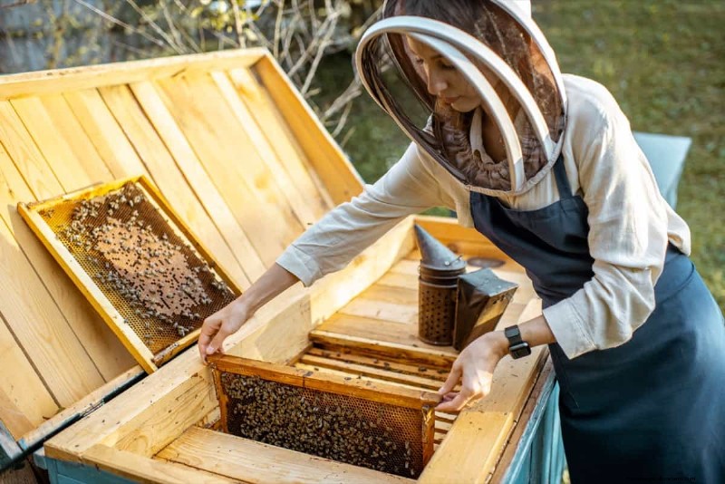 Honeybee Apiary Startup Costs: A Comprehensive Investment Guide