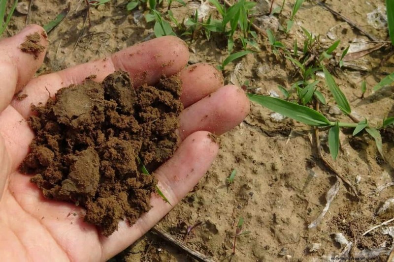 Soil Analysis for Tomato Plants: A Comprehensive Guide