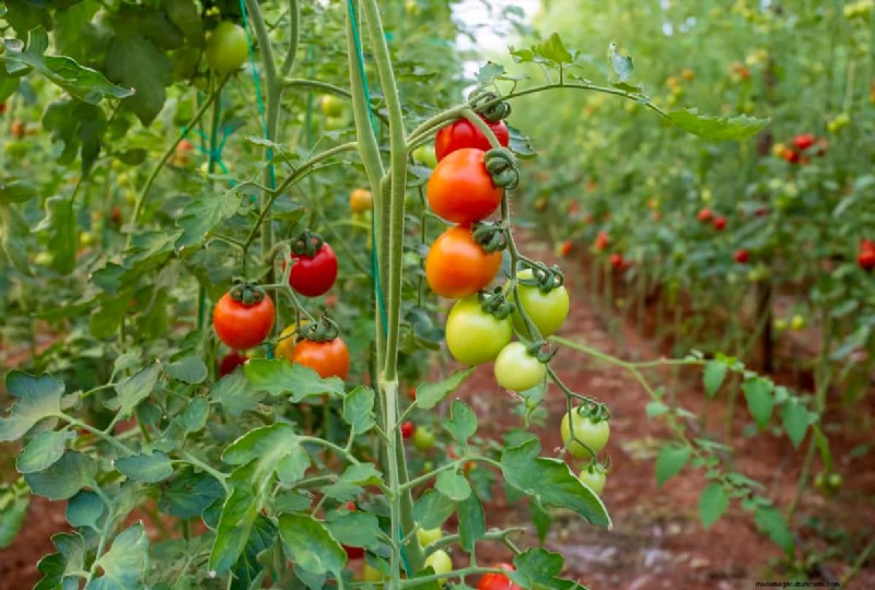 Soil Analysis for Tomato Plants: A Comprehensive Guide