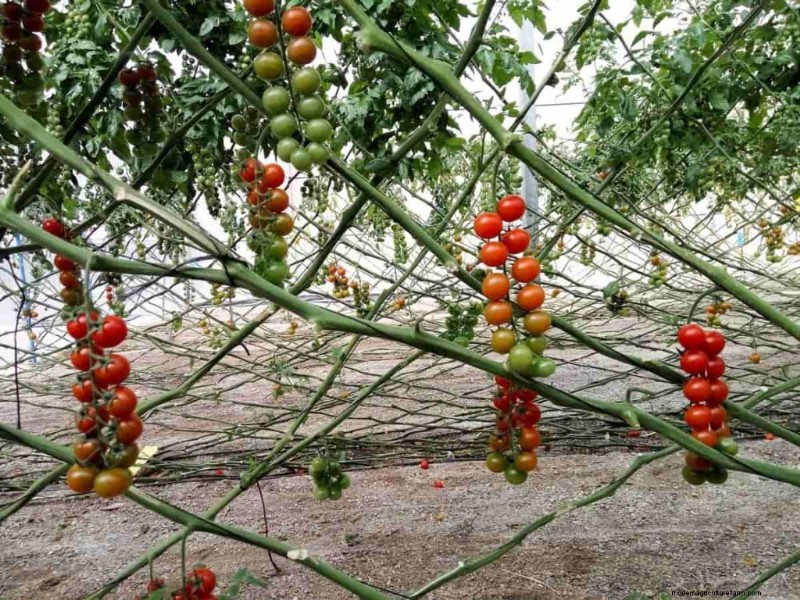 Soil Analysis for Tomato Plants: A Comprehensive Guide