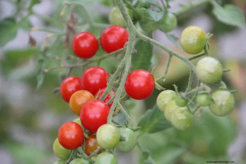 Soil Analysis for Tomato Plants: A Comprehensive Guide