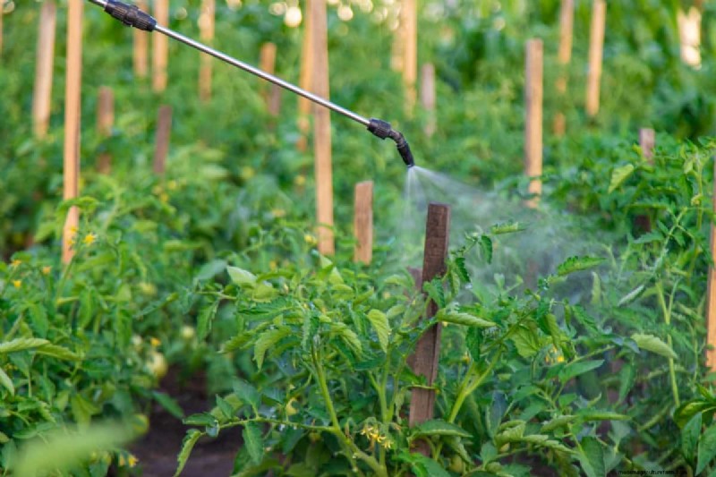 Soil Analysis for Tomato Plants: A Comprehensive Guide