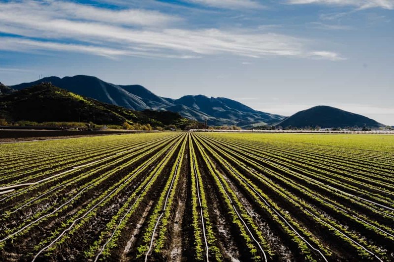 Legume Vegetable Intercropping: Boost Yield & Soil Health
