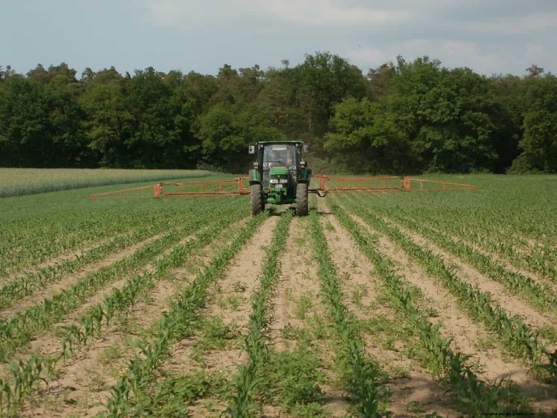 Legume Vegetable Intercropping: Boost Yield & Soil Health