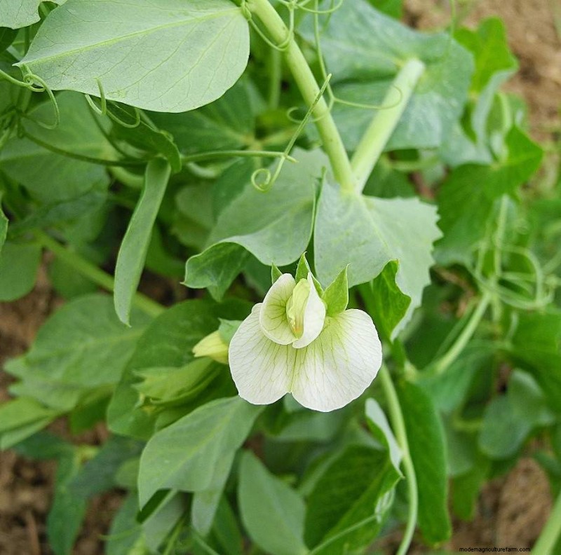 Legume Vegetable Intercropping: Boost Yield & Soil Health