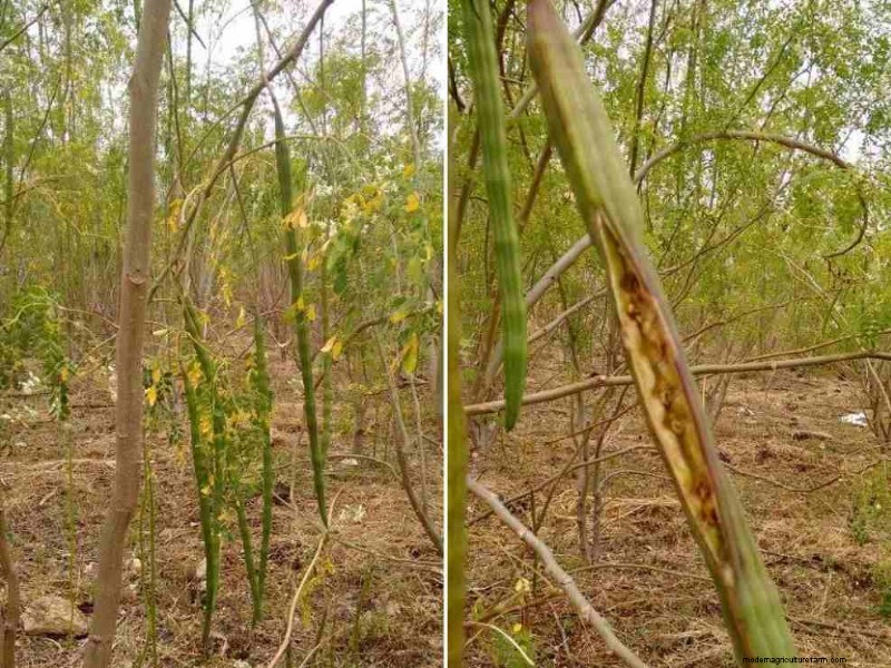 Moringa Intercropping: Boost Yield & Sustainability - Proven Strategies