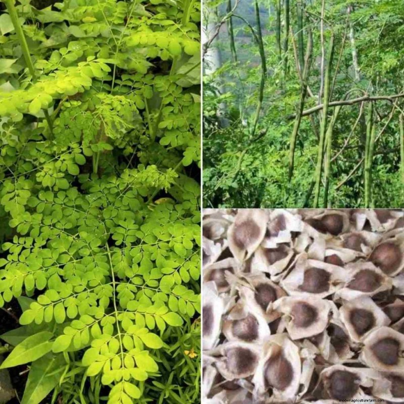 Moringa Intercropping: Boost Yield & Sustainability - Proven Strategies
