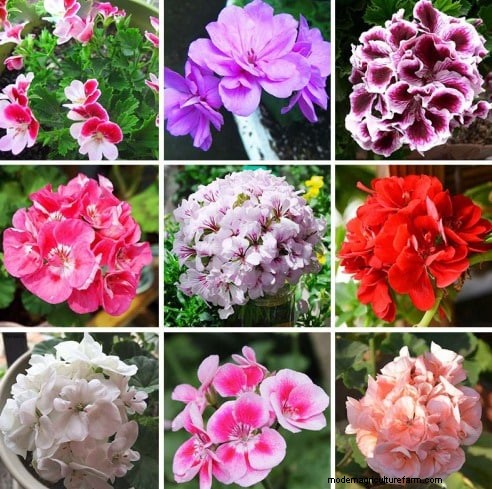 Geraniums: Monetize Your Garden & Create a Profitable Business