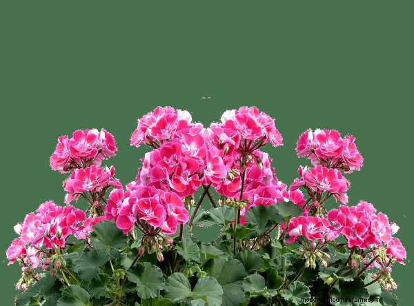 Geraniums: Monetize Your Garden & Create a Profitable Business