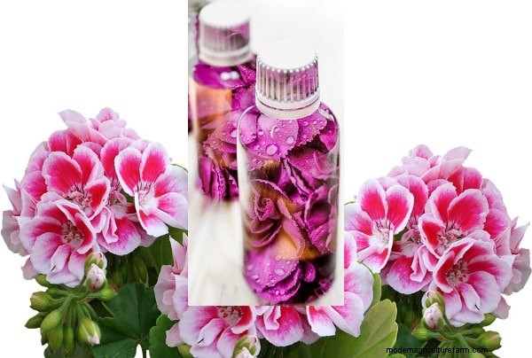 Geraniums: Monetize Your Garden & Create a Profitable Business