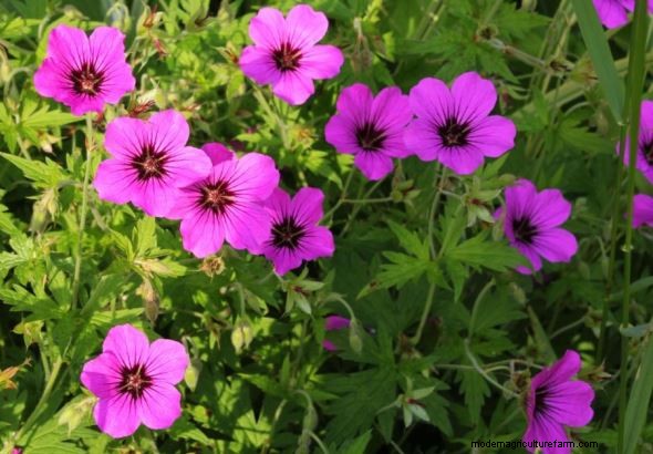 Geraniums: Monetize Your Garden & Create a Profitable Business