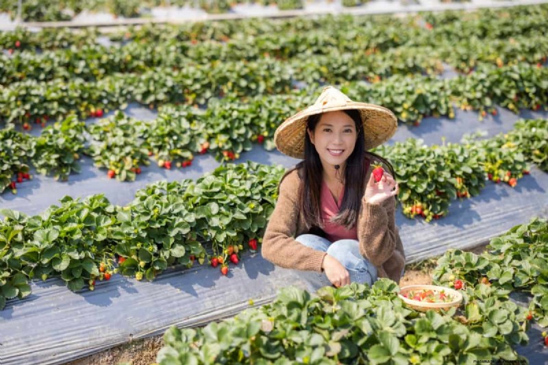 Strawberry Farming: Challenges & Best Practices for Beginners