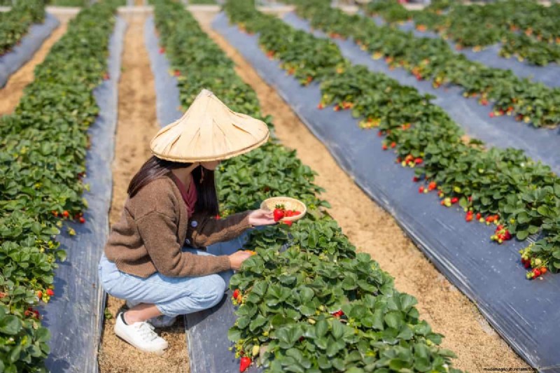 Strawberry Farming: Challenges & Best Practices for Beginners