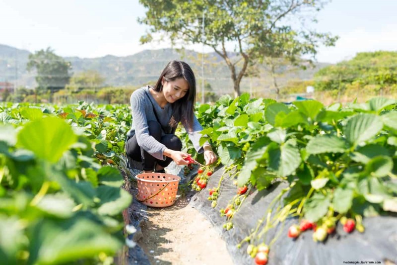 Strawberry Farming: Challenges & Best Practices for Beginners