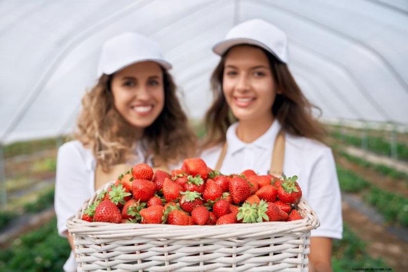 Strawberry Farming: Challenges & Best Practices for Beginners