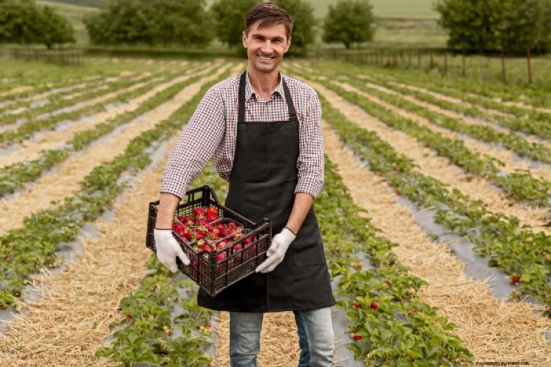 Strawberry Farming: Challenges & Best Practices for Beginners