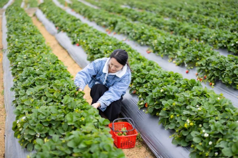 Strawberry Farming: Challenges & Best Practices for Beginners
