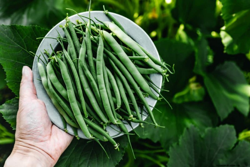 Beans Farming in Kenya: A Comprehensive Guide for Farmers