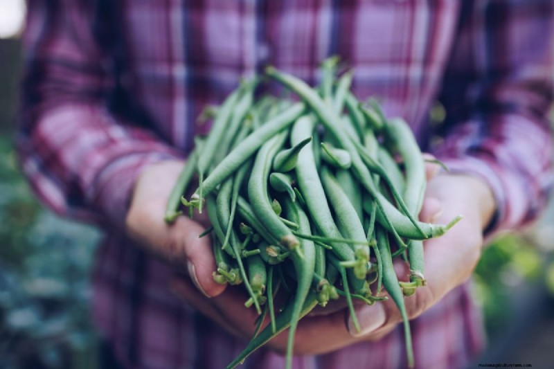 Beans Farming in Kenya: A Comprehensive Guide for Farmers