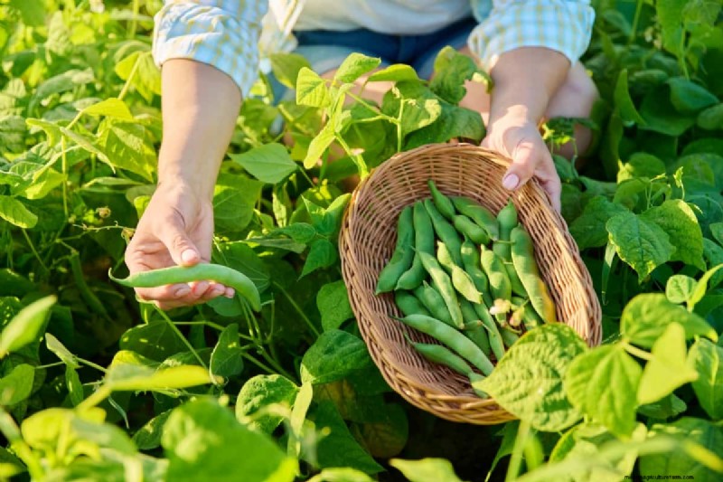 Beans Farming in Kenya: A Comprehensive Guide for Farmers